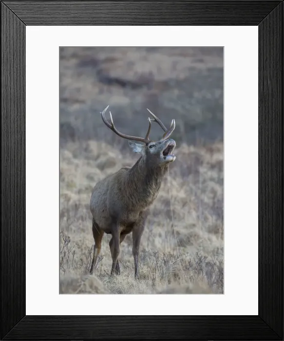 Framed Print : Picture No. 12478786 Framed Print : Picture No. 12478786