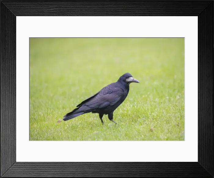 Framed Print : Picture No. 12478787 Framed Print : Picture No. 12478787
