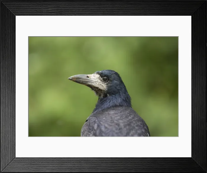 Framed Print : Picture No. 12478788