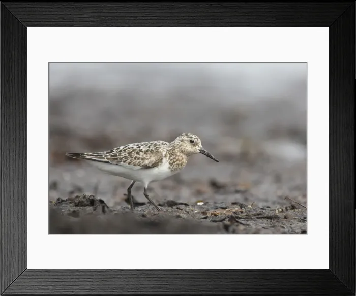 Framed Print : Picture No. 12478789