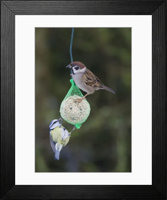 Framed Print : Picture No. 12478796 Framed Print : Picture No. 12478796