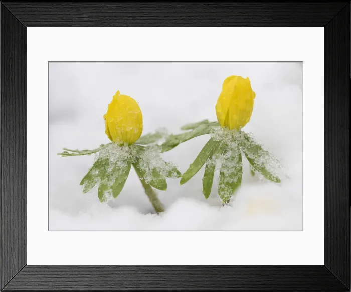Framed Print : Picture No. 12478798 Framed Print : Picture No. 12478798