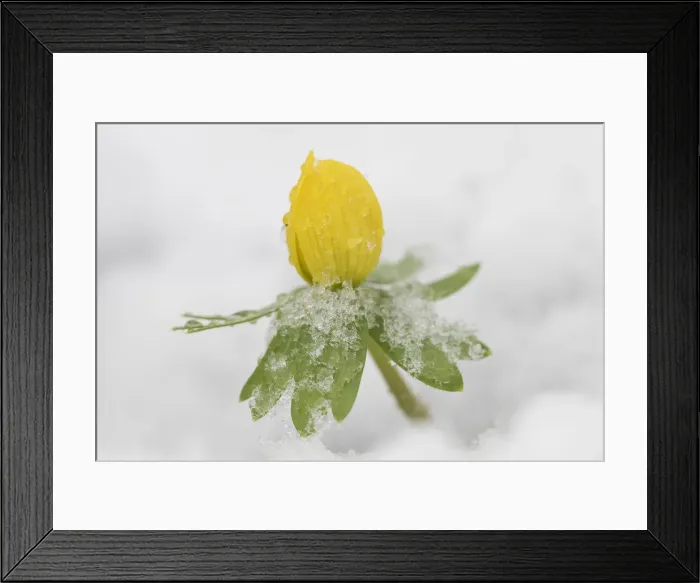 Framed Print : Picture No. 12478799 Framed Print : Picture No. 12478799