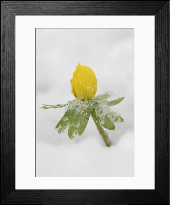 Framed Print : Picture No. 12478800 Framed Print : Picture No. 12478800