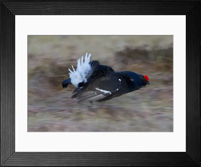 Framed Print : Picture No. 12479103 Framed Print : Picture No. 12479103