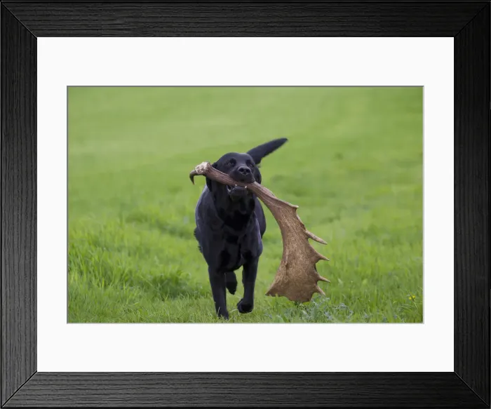 Framed Print : Picture No. 12479104 Framed Print : Picture No. 12479104
