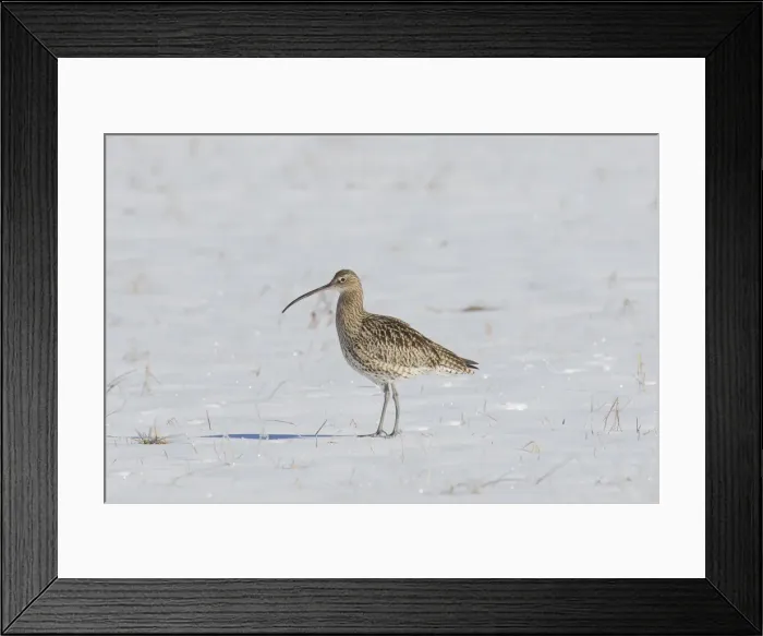Framed Print : Picture No. 12479113 Framed Print : Picture No. 12479113