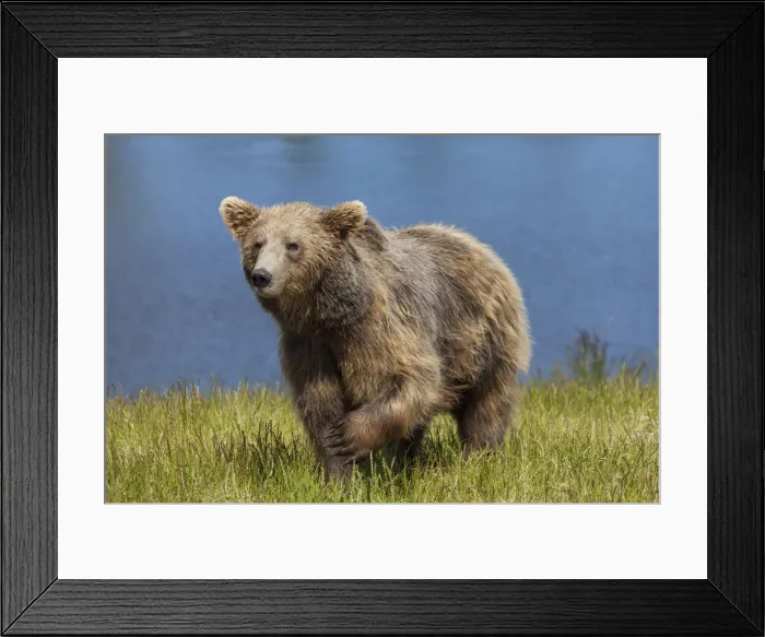 Framed Print : Picture No. 12479114 Framed Print : Picture No. 12479114