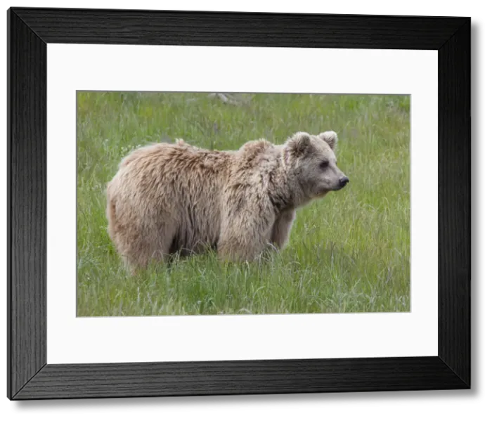 Framed Print : Picture No. 12479117 Framed Print : Picture No. 12479117