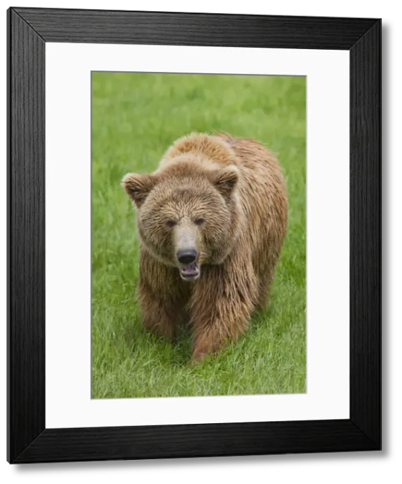 Framed Print : Picture No. 12479118 Framed Print : Picture No. 12479118