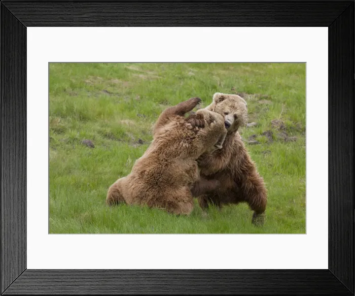 Framed Print : Picture No. 12479119 Framed Print : Picture No. 12479119