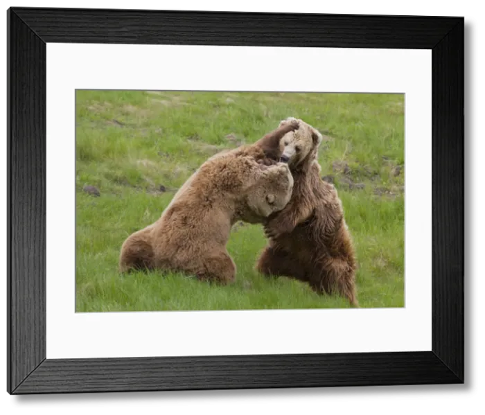 Framed Print : Picture No. 12479120 Framed Print : Picture No. 12479120