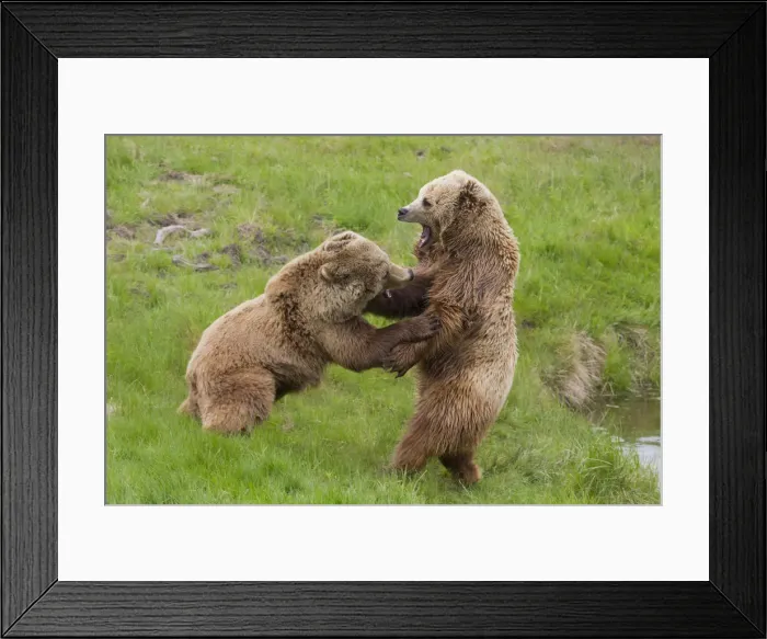 Framed Print : Picture No. 12479121 Framed Print : Picture No. 12479121