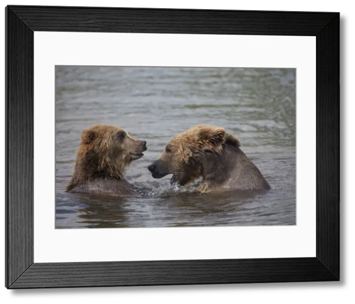 Framed Print : Picture No. 12479125 Framed Print : Picture No. 12479125