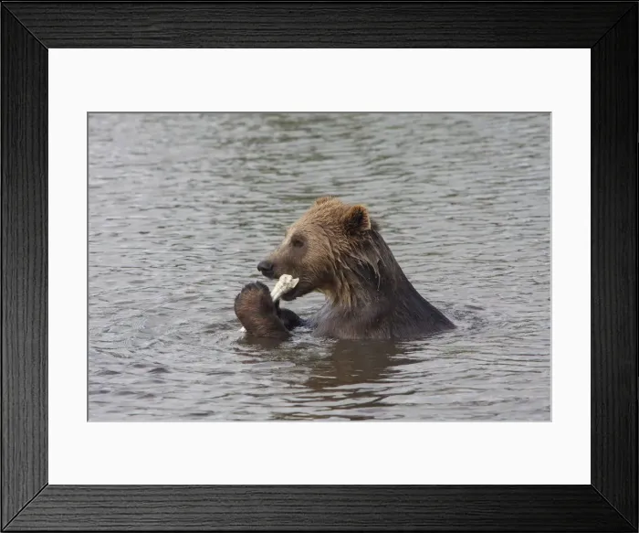 Framed Print : Picture No. 12479126 Framed Print : Picture No. 12479126