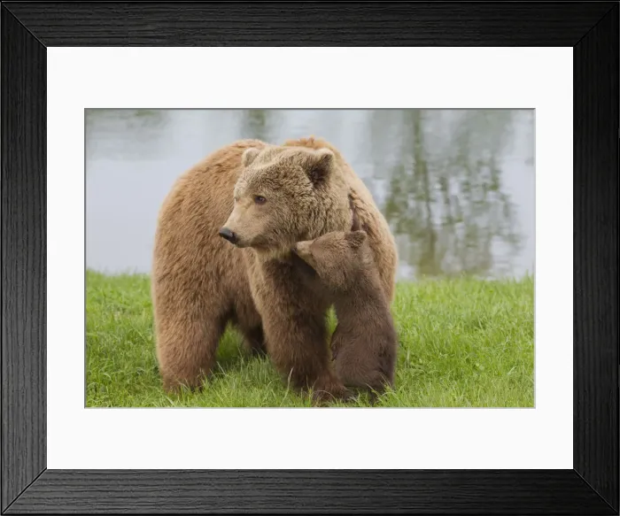 Framed Print : Picture No. 12479128