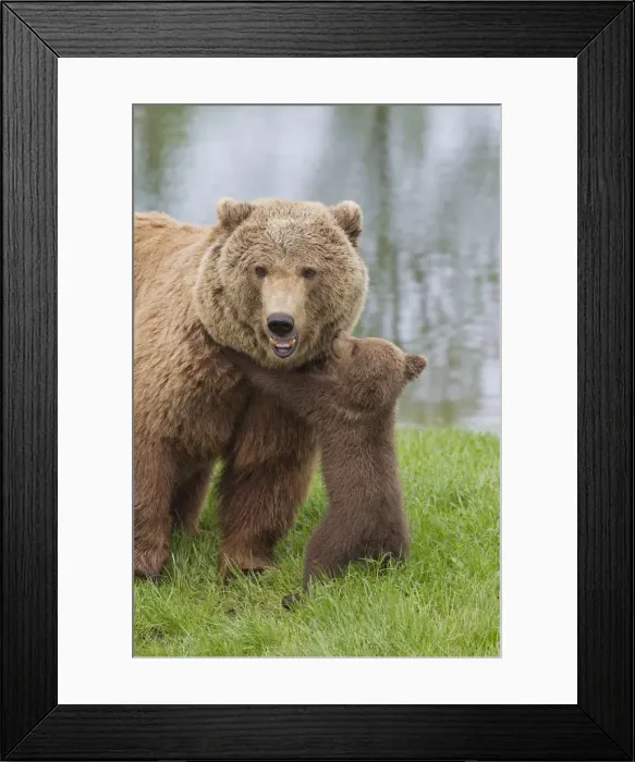 Framed Print : Picture No. 12479129 Framed Print : Picture No. 12479129