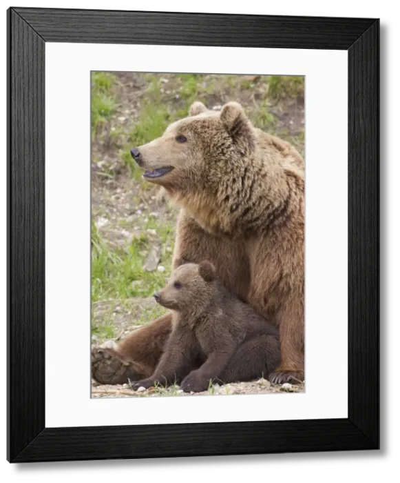 Framed Print : Picture No. 12479131 Framed Print : Picture No. 12479131