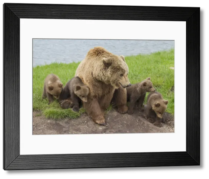 Framed Print : Picture No. 12479132 Framed Print : Picture No. 12479132