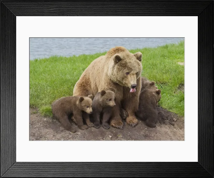 Framed Print : Picture No. 12479133 Framed Print : Picture No. 12479133