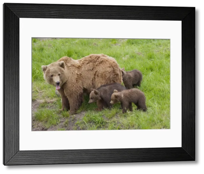 Framed Print : Picture No. 12479134