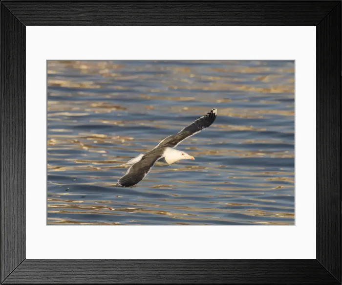 Framed Print : Picture No. 12479139 Framed Print : Picture No. 12479139