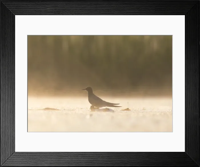 Framed Print : Picture No. 12479818 Framed Print : Picture No. 12479818