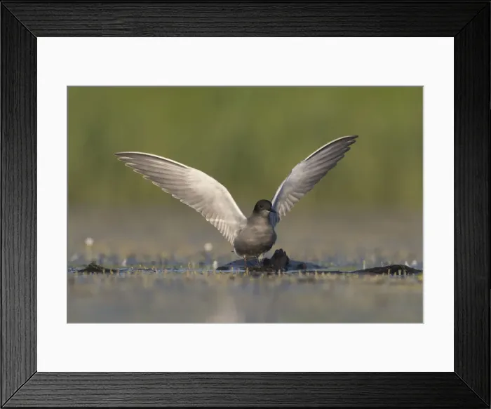 Framed Print : Picture No. 12479819 Framed Print : Picture No. 12479819