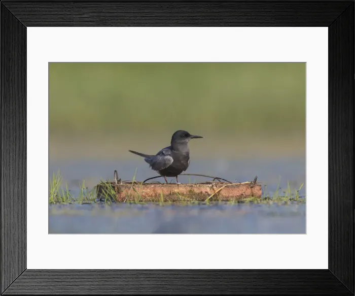 Framed Print : Picture No. 12479820 Framed Print : Picture No. 12479820