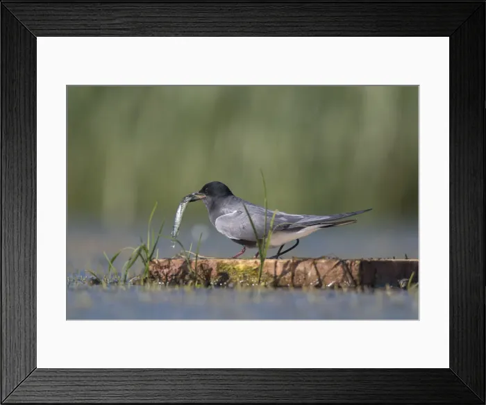 Framed Print : Picture No. 12479821 Framed Print : Picture No. 12479821
