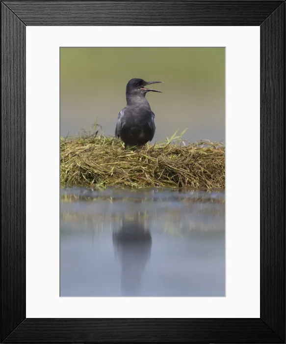 Framed Print : Picture No. 12479822 Framed Print : Picture No. 12479822
