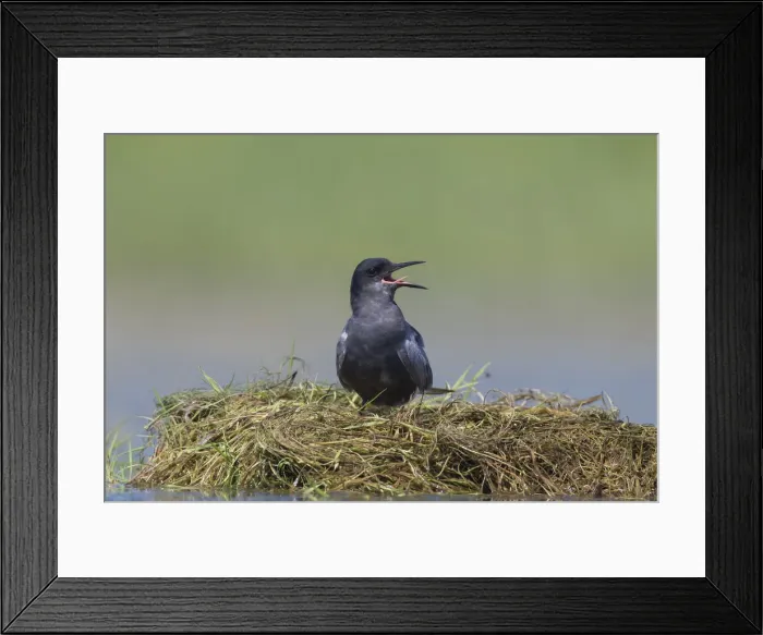 Framed Print : Picture No. 12479823 Framed Print : Picture No. 12479823