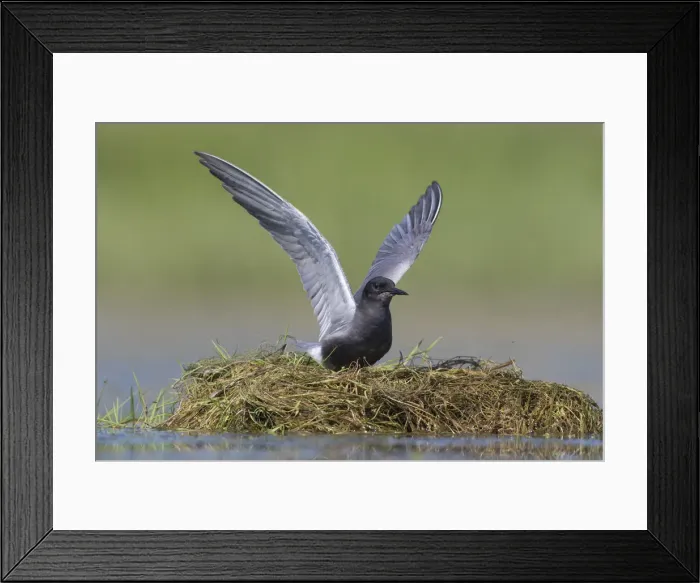 Framed Print : Picture No. 12479824 Framed Print : Picture No. 12479824