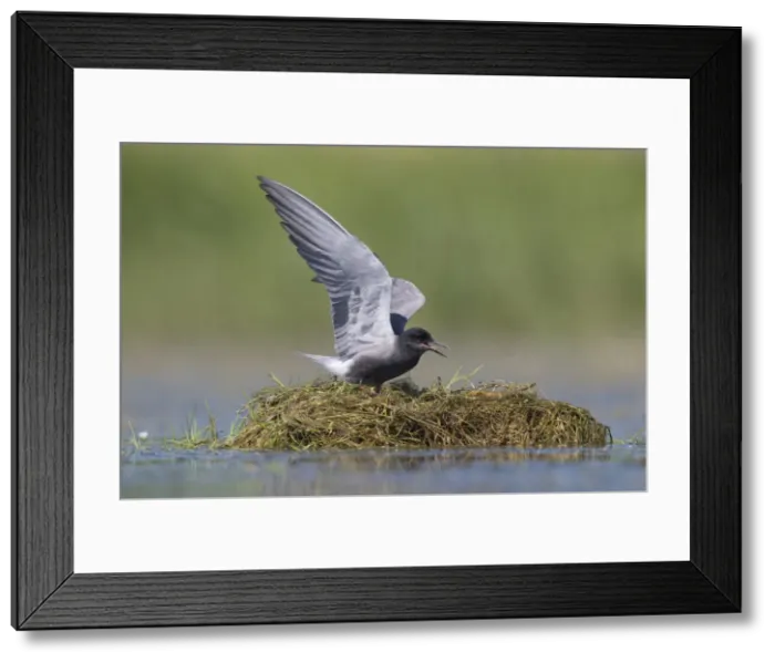 Framed Print : Picture No. 12479825 Framed Print : Picture No. 12479825