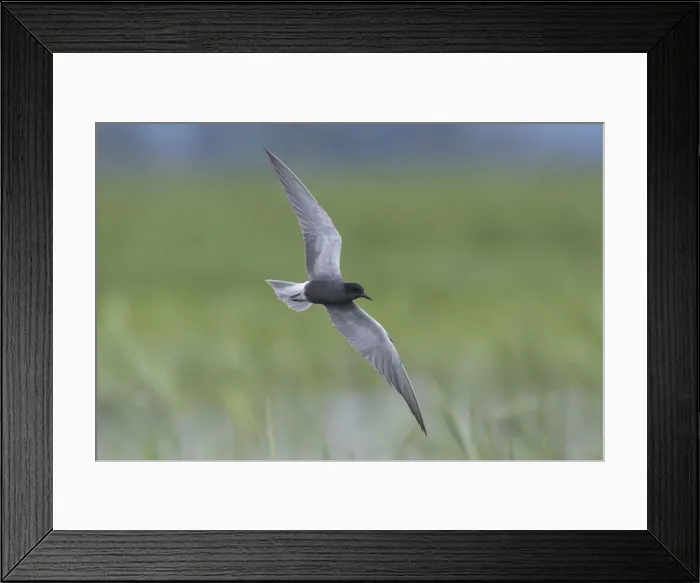 Framed Print : Picture No. 12479827 Framed Print : Picture No. 12479827