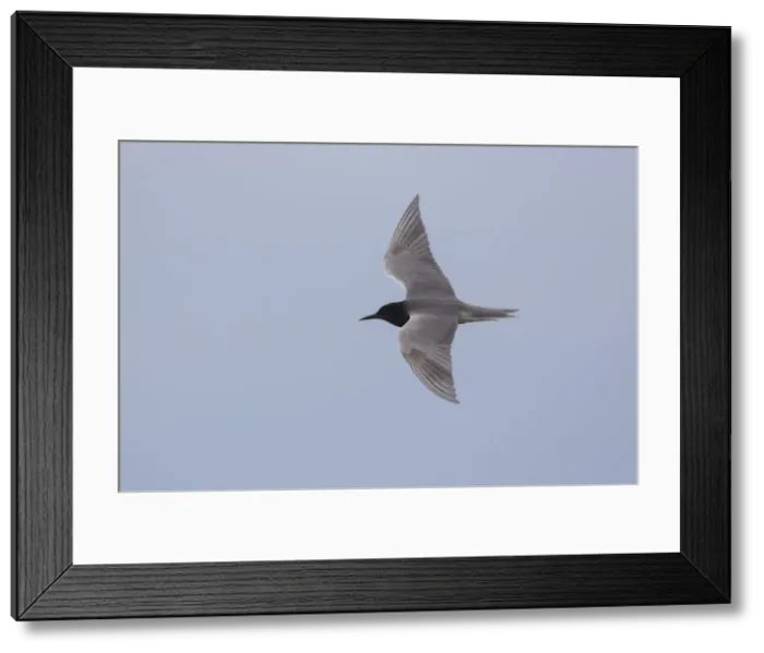 Framed Print : Picture No. 12479826 Framed Print : Picture No. 12479826
