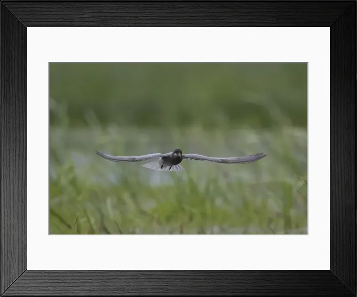 Framed Print : Picture No. 12479828 Framed Print : Picture No. 12479828