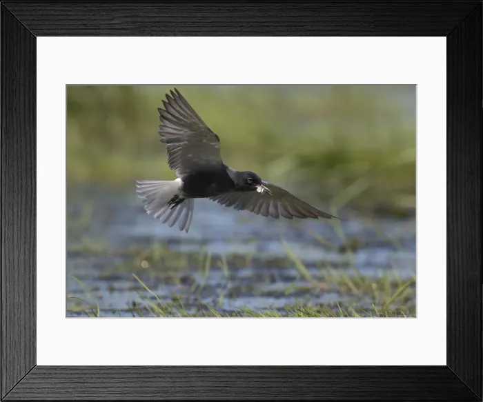 Framed Print : Picture No. 12479829 Framed Print : Picture No. 12479829
