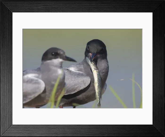 Framed Print : Picture No. 12479830 Framed Print : Picture No. 12479830
