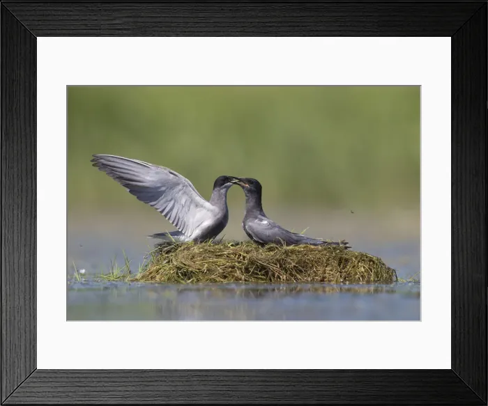 Framed Print : Picture No. 12479831 Framed Print : Picture No. 12479831