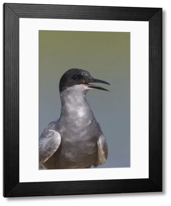 Framed Print : Picture No. 12479833 Framed Print : Picture No. 12479833