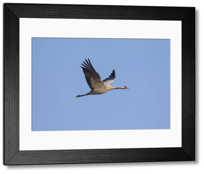 Framed Print : Picture No. 12479835 Framed Print : Picture No. 12479835