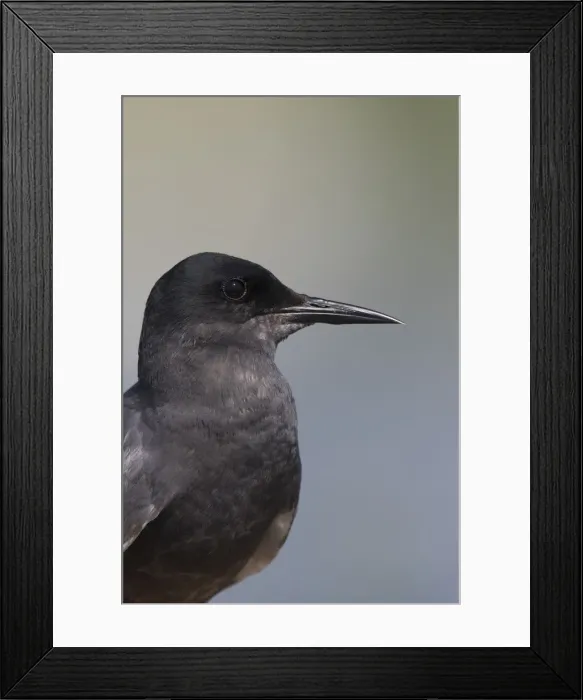 Framed Print : Picture No. 12479834