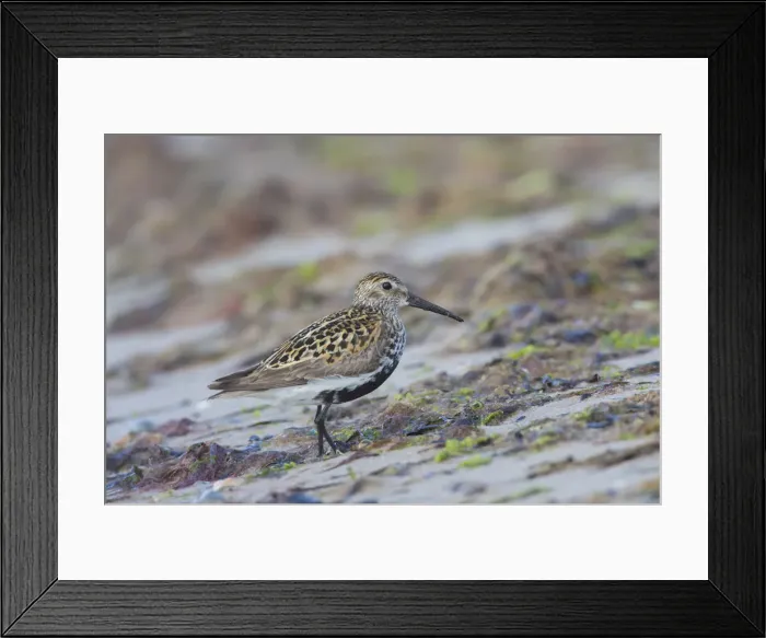 Framed Print : Picture No. 12479836