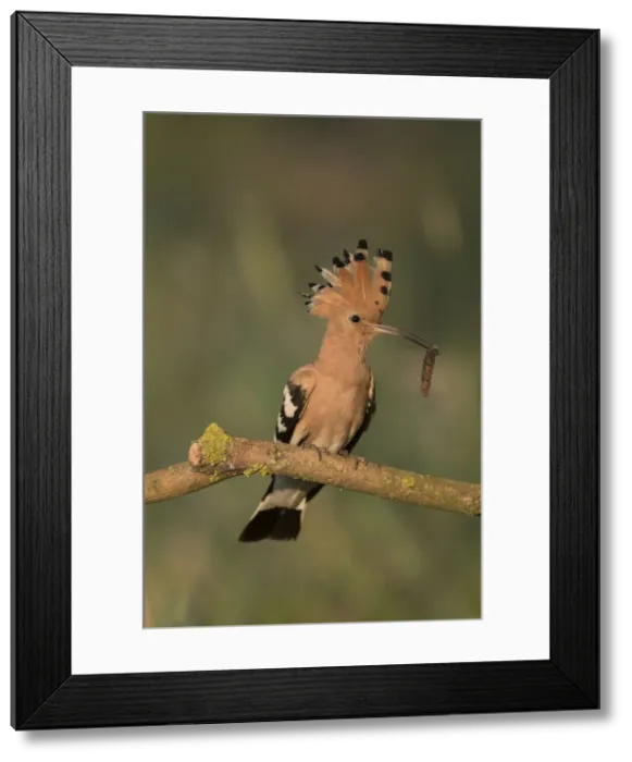 Framed Print : Picture No. 12479837 Framed Print : Picture No. 12479837