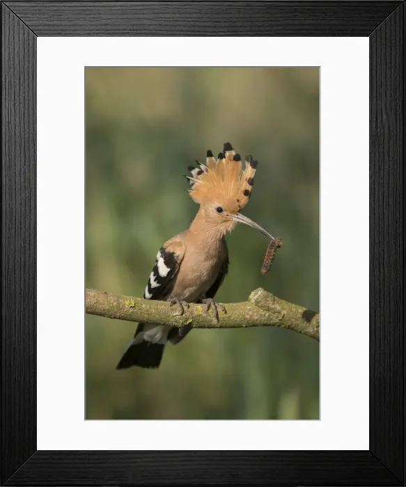 Framed Print : Picture No. 12479839 Framed Print : Picture No. 12479839