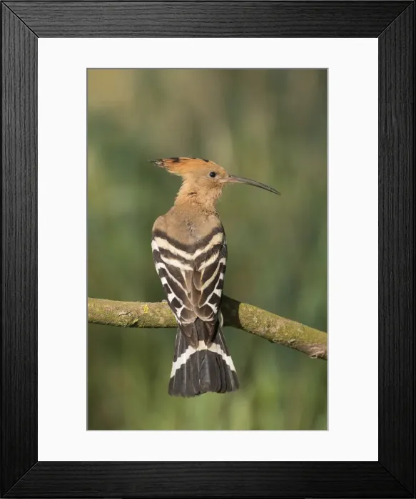 Framed Print : Picture No. 12479838 Framed Print : Picture No. 12479838