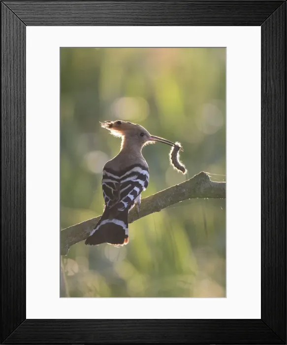 Framed Print : Picture No. 12479841 Framed Print : Picture No. 12479841