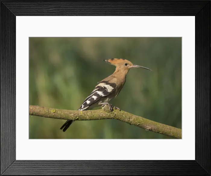 Framed Print : Picture No. 12479840 Framed Print : Picture No. 12479840