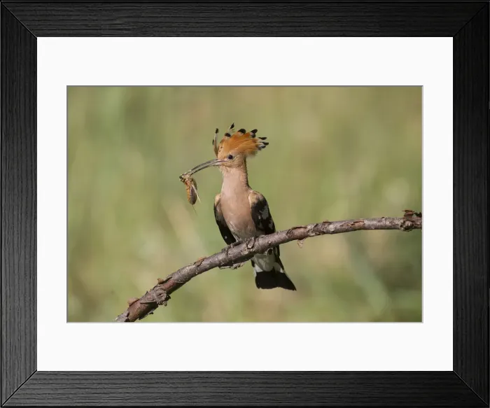 Framed Print : Picture No. 12479843 Framed Print : Picture No. 12479843